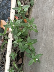 Eclipta prostrata