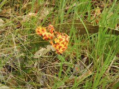 Dillwynia phylicoides