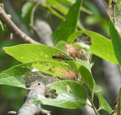 Itoplectis conquisitor