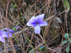 Viola palustris
