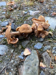 Pholiota terrestris