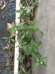 Eclipta prostrata