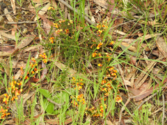Dillwynia phylicoides