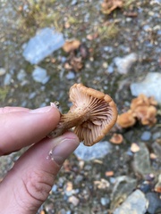 Pholiota terrestris