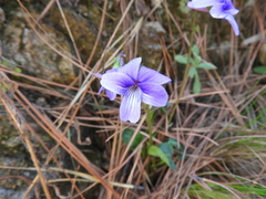 Viola palustris