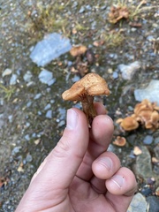 Pholiota terrestris