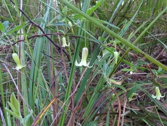 Billardiera mutabilis