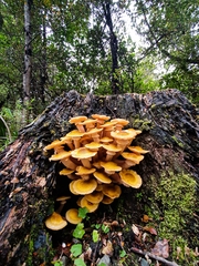 Armillaria limonea
