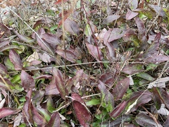 Packera schweinitziana