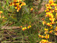 Dillwynia phylicoides