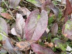 Packera schweinitziana