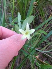 Billardiera mutabilis