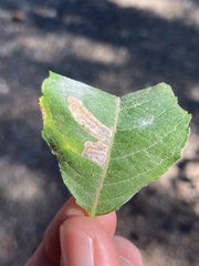Stigmella salicis