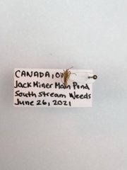 Trigonotylus caelestialium