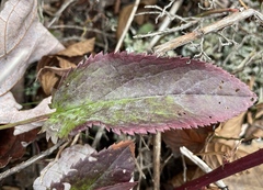 Packera schweinitziana