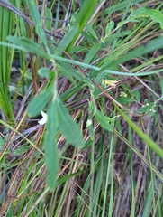 Billardiera mutabilis