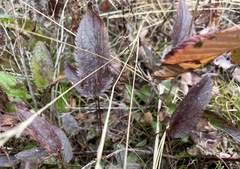 Packera schweinitziana