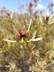 Leucadendron glaberrimum glaberrimum