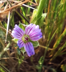 Erodium botrys
