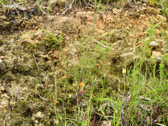 Dillwynia phylicoides