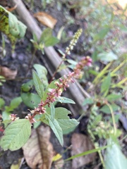 Amaranthus tuberculatus