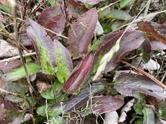 Packera schweinitziana