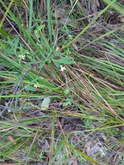 Billardiera mutabilis