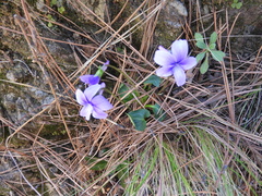 Viola palustris