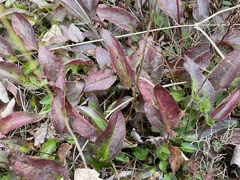 Packera schweinitziana