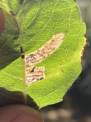 Stigmella salicis