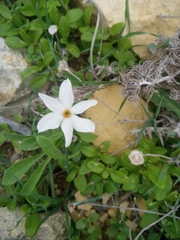 Narcissus
