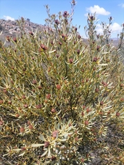 Leucadendron glaberrimum glaberrimum