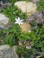 Narcissus