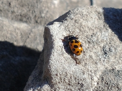 Ceratomegilla notata