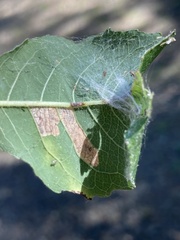Stigmella salicis