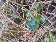 Viola palustris