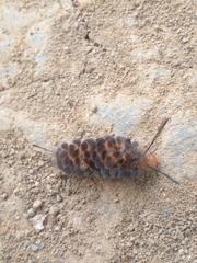 Gymnelia