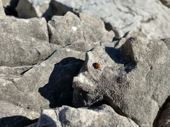Ceratomegilla notata