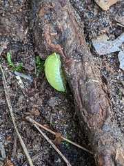 Apoda limacodes