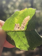 Stigmella salicis