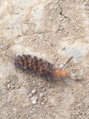 Gymnelia