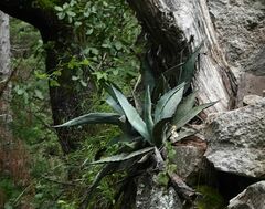Agave shrevei