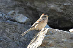 Spizelloides arborea