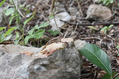 Sceloporus chrysostictus