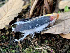 Cerogenes auricoma