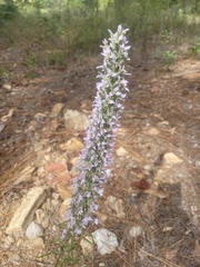 Liatris hesperelegans