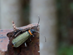 Chauliognathus lugubris