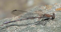 Argia pallens