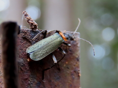 Chauliognathus lugubris