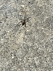 Schizocosa mccooki